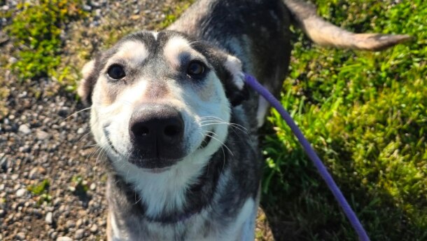 Misty, a two-year-old mixed breed female, is one of 24 dogs rescued from a Goshen hoarding situation April 28 that are available for adoption at the Humane Society of Elkhart County.