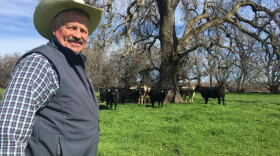 Darrell Wood runs about 1,000 cattle near Vina, Calif. (Lesley McClurg/ KQED)