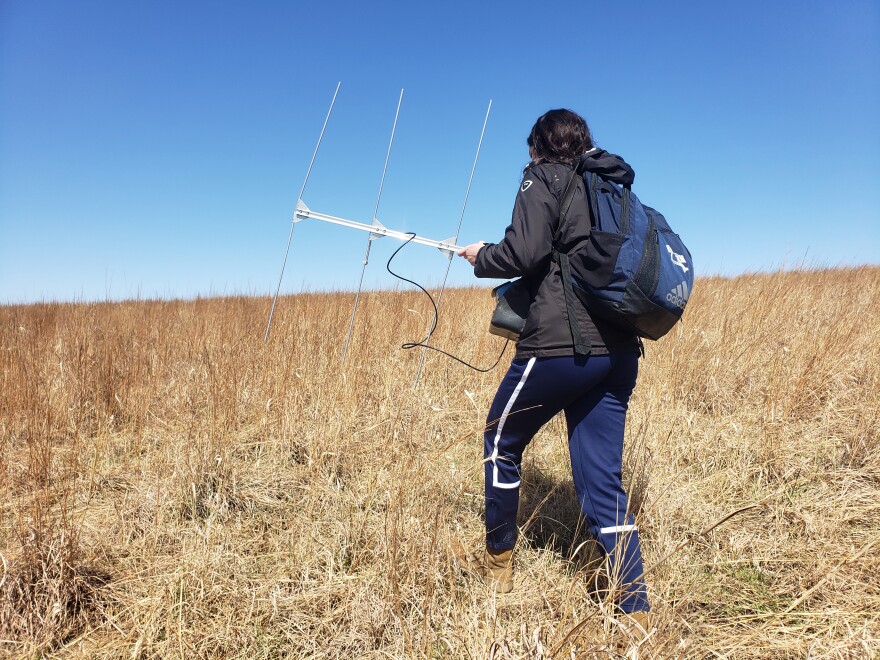 A Washburn University student follows the signal of an ornate box turtle that the team tracks with radio telemetry.