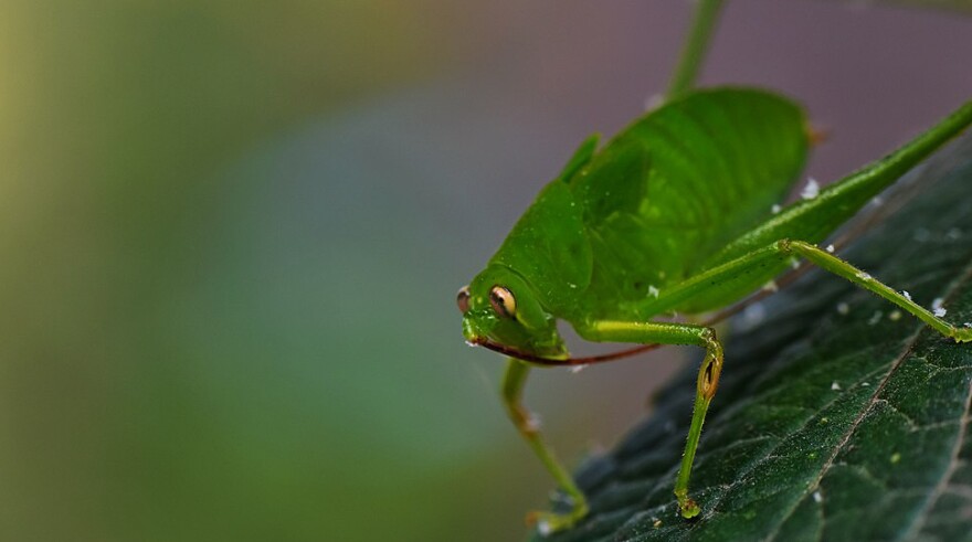 The oblong-winged katydid, Amblycorypha oblongifolia