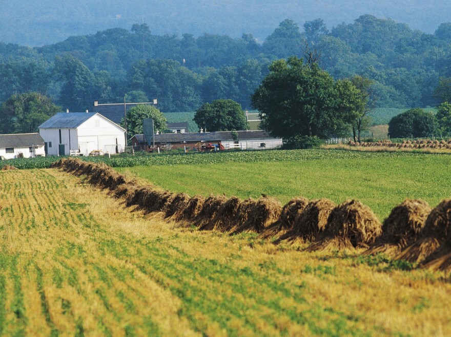 Sheaves of hand-harvested wheat on an Amish farm in Lancaster, Pa. Over the past 30 years the price for an acre of farmland in Lancaster County grew from about $8,000 to $20,000.