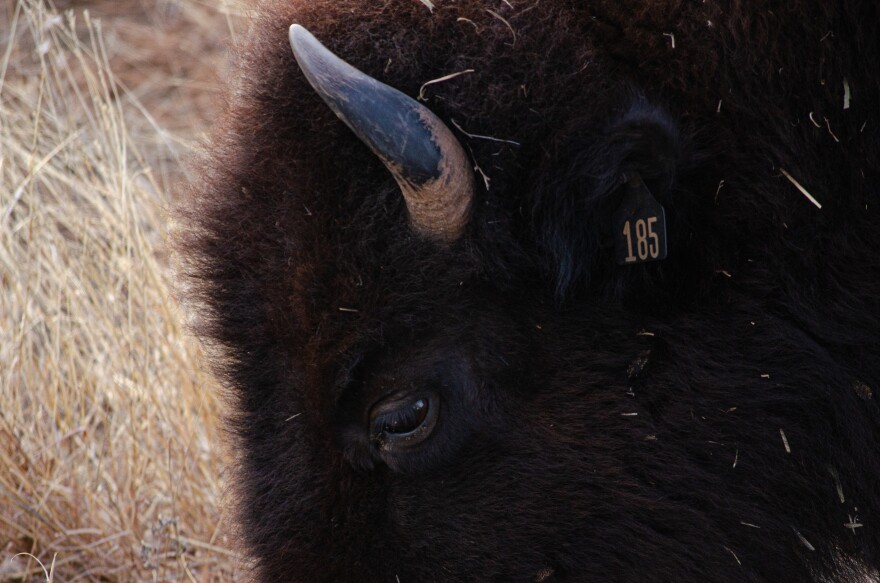 A bison grazes the native grass of the canyon.