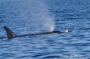 Endangered southern resident killer whale J31 surfaces with a dead calf on her snout on Oct. 3, 2026.