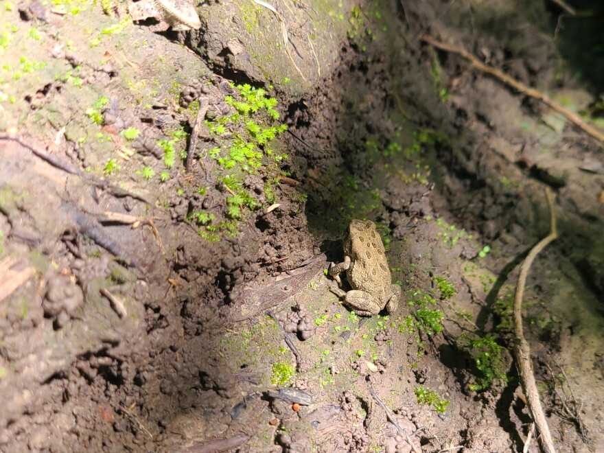 a small frog sits on mud