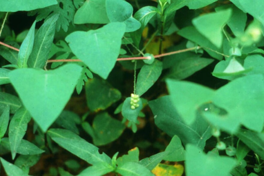 Invasives, like mile-a-minute vine, can crowd out native plants and reduce species diversity. They also threaten Indiana's lumber, agriculture and tourism industries.