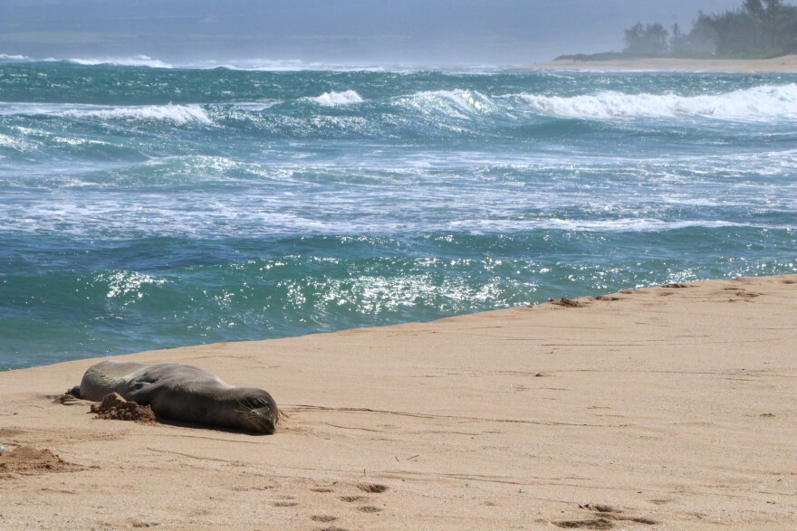 In this Saturday, Sept. 25, 2021, photo provided by the Hawaiʻi Department of Land and Natural Resources, a 6-year-old endangered Hawaiian monk seal rests on the beach in Waialua, Hawaiʻi. Researchers say the monk seal made an exceptionally fast and long swim across the archipelago. The female seal made her way from Kure Atoll in the uninhabited Northwestern Hawaiian Islands to the North Shore of Oʻahu, a trip of about 1,300 miles (2,092 kilometers). She made the grueling swim in only a month, landing on Oʻahu sometime the week before. (Dan Dennison/Hawaii Department of Land and Natural Resources via AP)