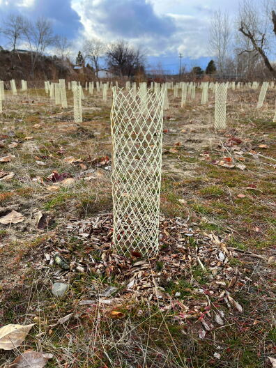 Inside each plastic mesh tube is a tiny native plant sprout. The plastic tubing protects the plant from becoming a "chicken nugget" for deer, according to Sean Finn.