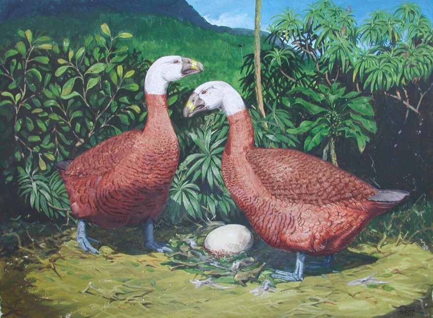 A painting of moa-nalo by Julian Hume.