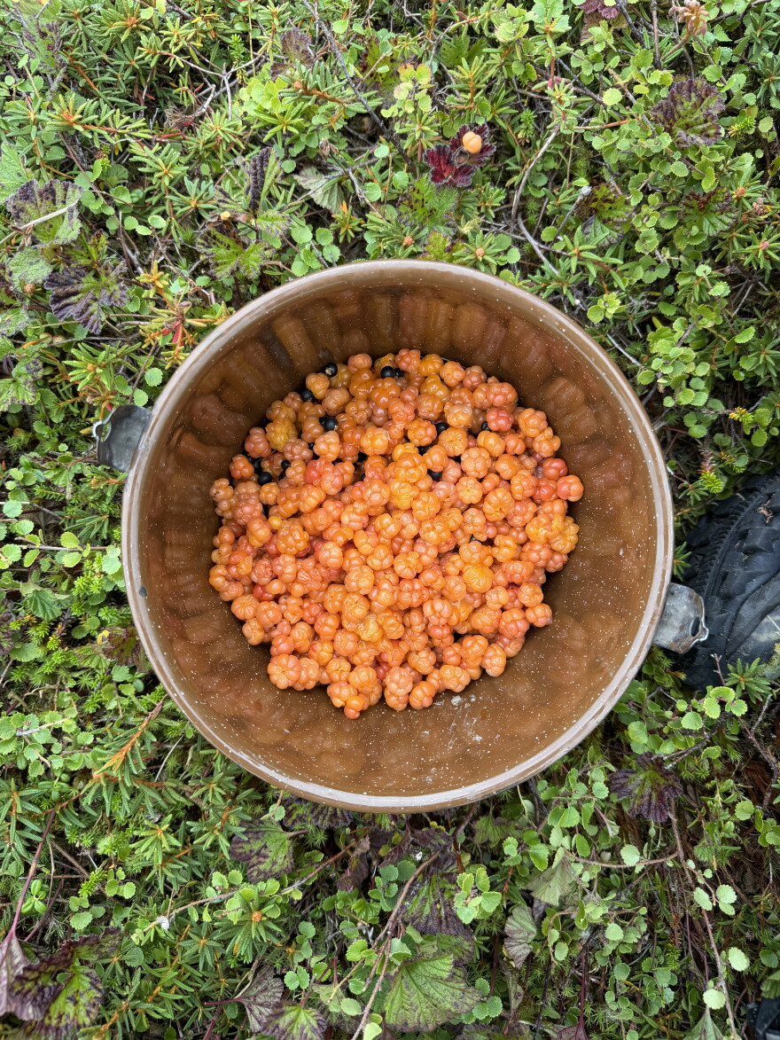 Salmonberries, or naunraqs, grow abundant near Kipnuk on August 12, 2026. Local's speculate the thick snowpack made for an especially abundant year.