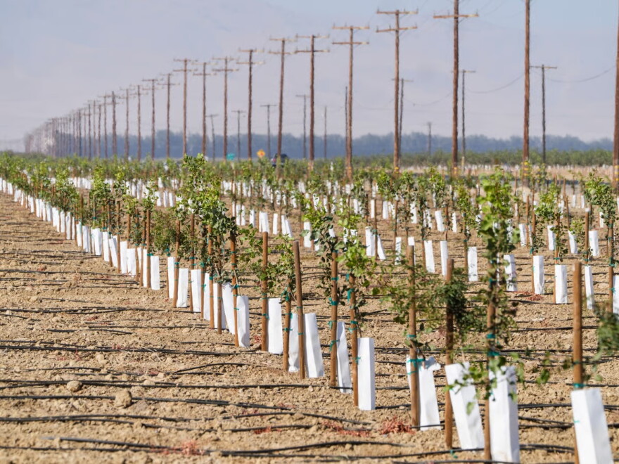 Rows of young pistachio trees are planted at the Wonderful Pistachios & Almonds in Lost Hills, Calif., on Friday, Oct. 25, 2024.