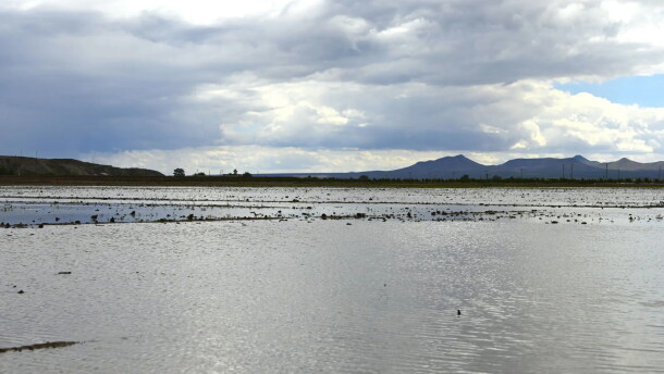 A farm field in Garfield located near the McLead Dam stands flooded on Wednesday, Sept. 30.