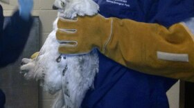 The snowy owl that has been spotted recently in the Washington D.C. area was brought to the Smithsonian's National Zoo for care on Thursday.