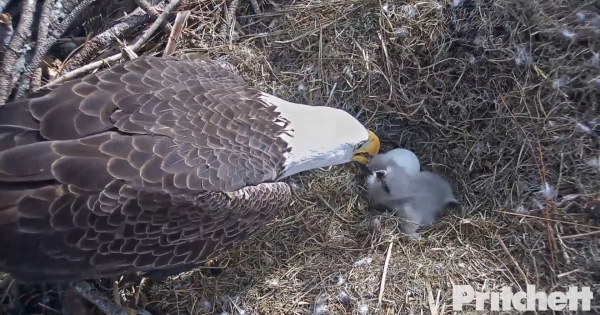 Hatching Eggs on Fort Myers 'Eagle Cam' Capture International Audience