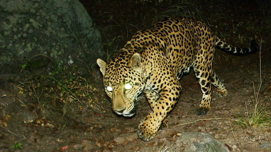UA Jaguar cam hero