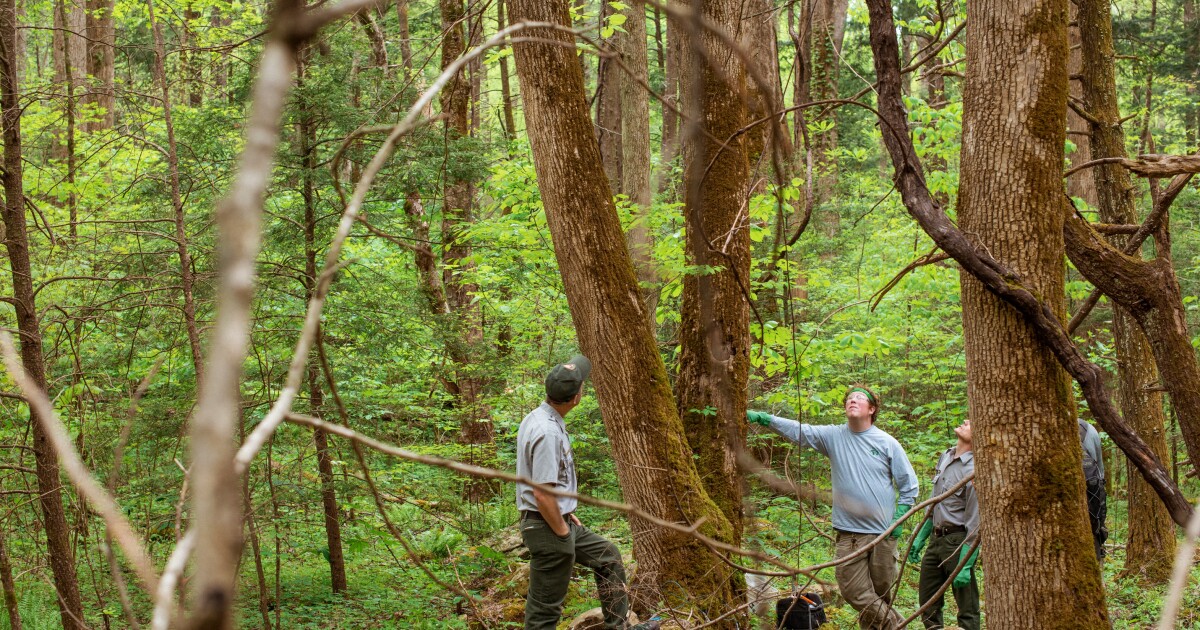 State proposes more quarantines to slow spread of tree-killing invasive ...