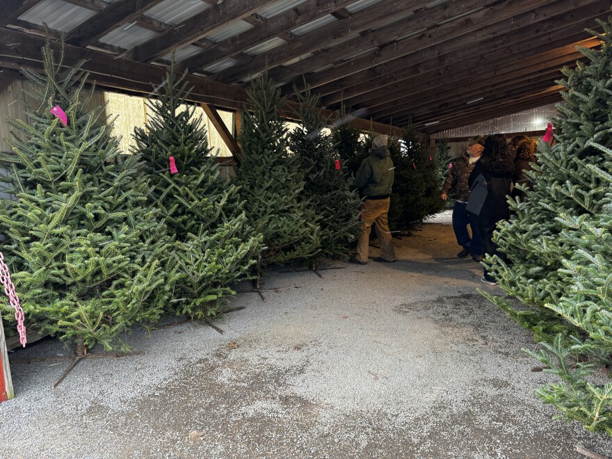 Christmas trees for sale at Granger's Christmas Tree Farm in Oswego County