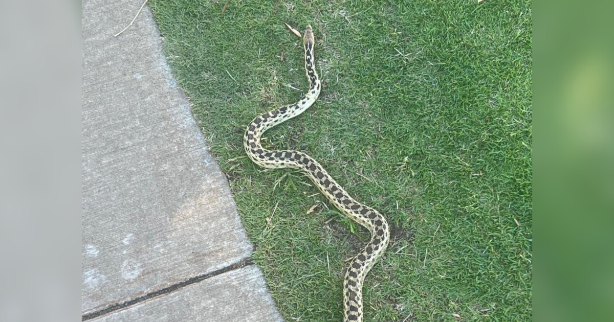 Nonvenomous gopher snake captured in Pukalani, Maui Hawai'i Public Radio
