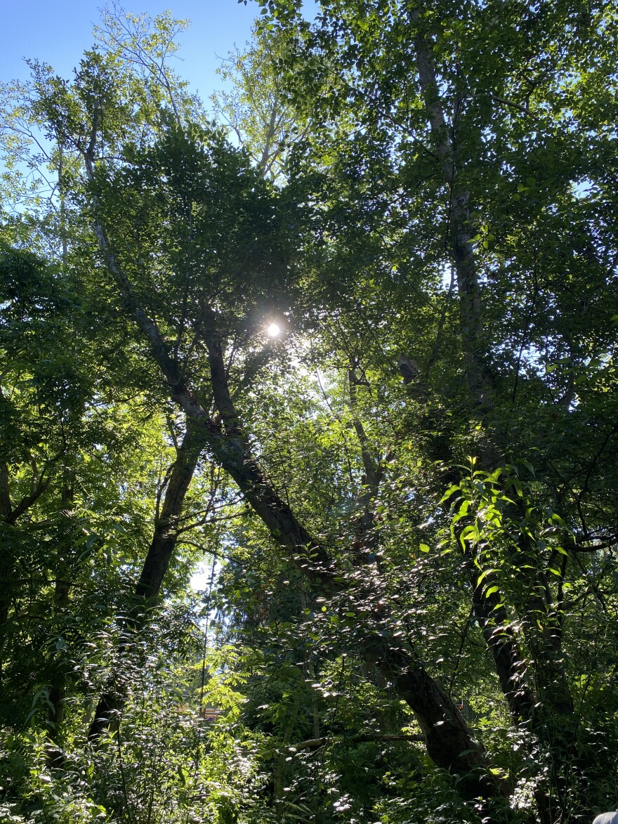 Looking up into the tree canopy of Ballinger Open Space with the sun behind.