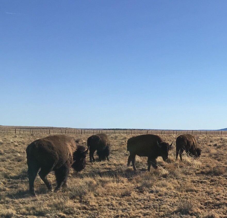 Four bison with shaggy brown fur stand in a grassland with a fence in the distance