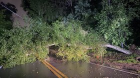 The Hillsborough County Sheriff's Office has put up temporary flashing stop signs at Front Street and Lutie Drive in Brandon where a large, fallen tree is blocking the road. 