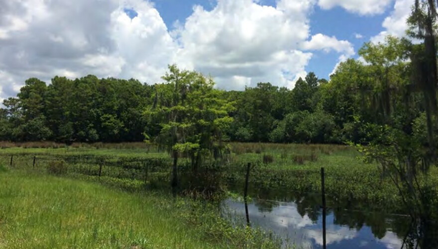 Outside scene of water and trees