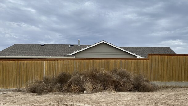 A pile of tumbleweeds cling together at the edge of town in Garden City.