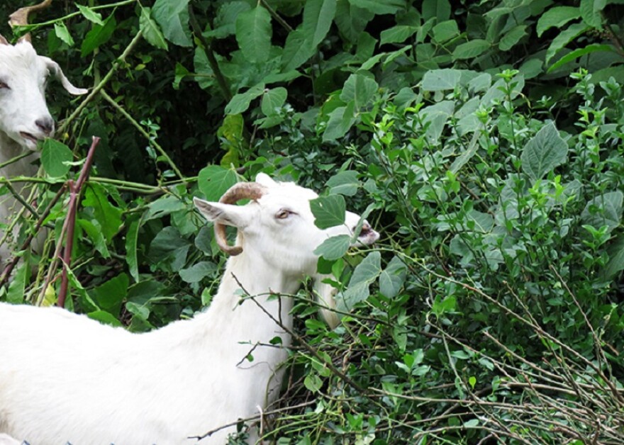 In 2018, goats cleared a section of Idle Hour Park. Saturday, another herd will take on invasive plants on the west side of Lexington.