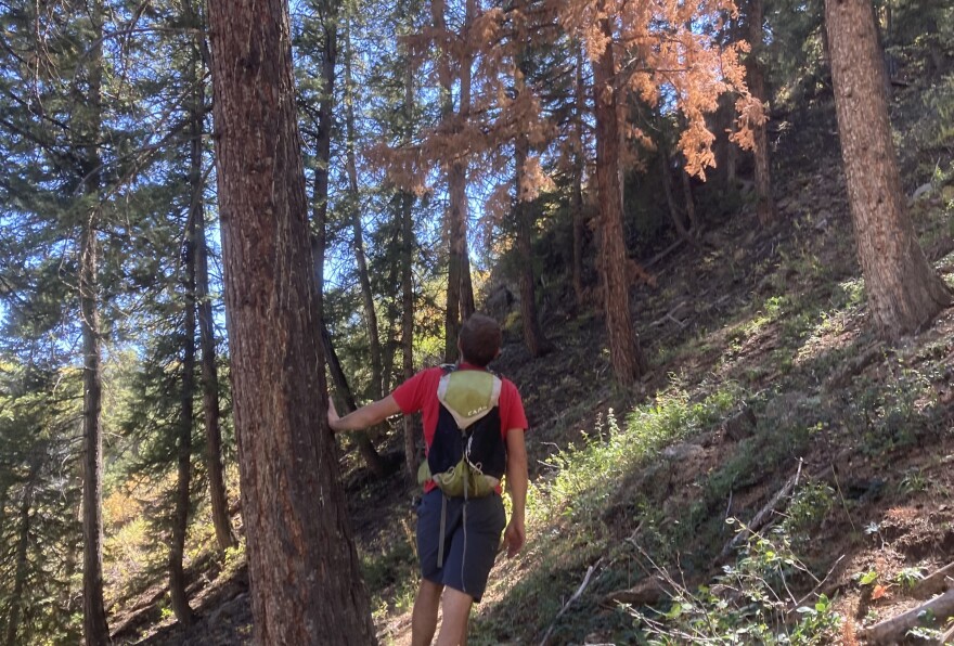 Adam McCurdy looks at a group of trees killed by Douglas fir beetles on Aspen Mountain on Sep. 24. McCurdy, forest and climate director at the Aspen Center for Environmental Studies, said that if the burning of fossil fuels is not reduced, the number of fires and beetles will increase.