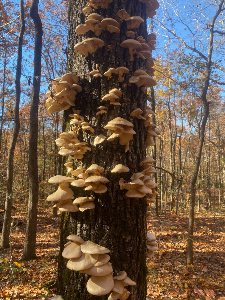 An autumnal stand of oyster mushrooms sprouting from a dead hardwood tree.