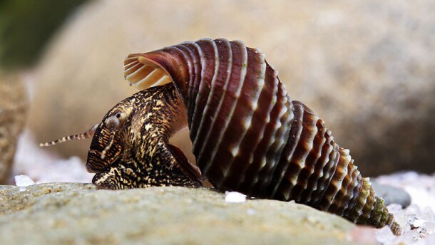 Snails in the Elimia genus live throughout Florida’s freshwater springs. (Courtesy of Chris Lukhaup)