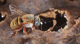 A stingless Mayan bee (Melipona beecheii) gorges itself with honey during the harvest in Yucatan, Mexico.