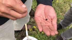 A two-lined spittle bug collected from grasses on Hawaiʻi Island.