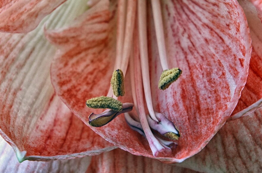 Growers have figured out a way to get an amaryllis bulb to grow without soil, water or fertilizer.