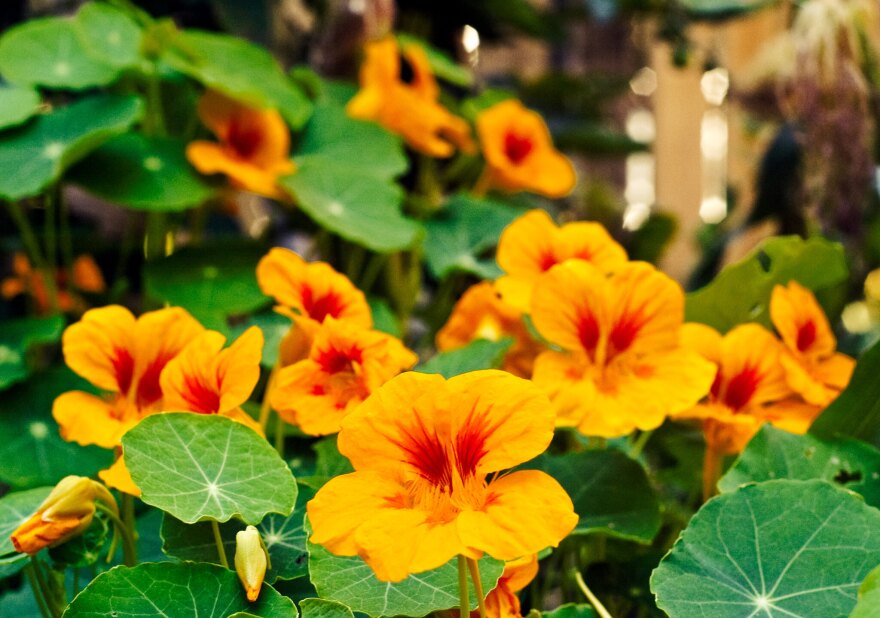 Originally from South America, nasturtiums are an easy-to-grow annual that pack a double wallop: bright, beautiful flowers and edible leaves, pods, and blooms. This vining annual can be grown year-round in most of Florida, but will die back to the ground during a freeze. Nasturtium leaves are round and smooth, and its numerous flowers are yellow, orange, or red. Nasturtiums are easy to grow. Plant seeds from spring through fall throughout Florida and year-round in South Florida