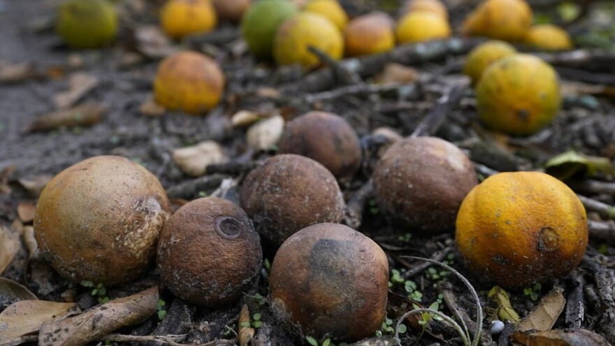 Oranges rot on the ground Oct. 12, 2022, at Roy Petteway's Citrus and Cattle Farm after they were knocked off the trees from the effects of Hurricane Ian in Zolfo Springs.