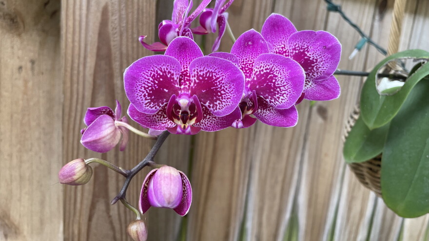 purple orchid hero