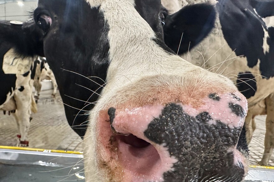 FILE PHOTO: A cow sniffs at the camera inside Michigan State University's new Dairy Cattle Teaching and Research Center.