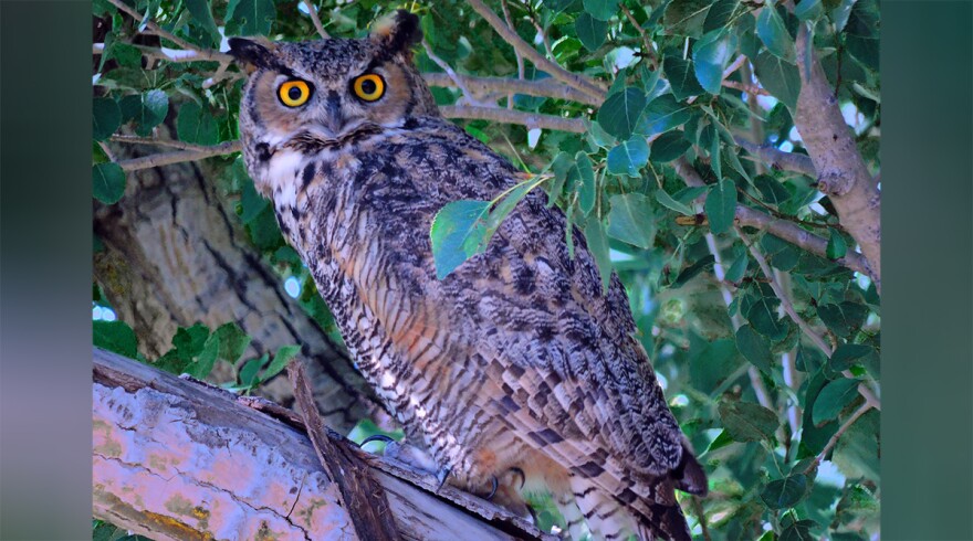 A great horned owl