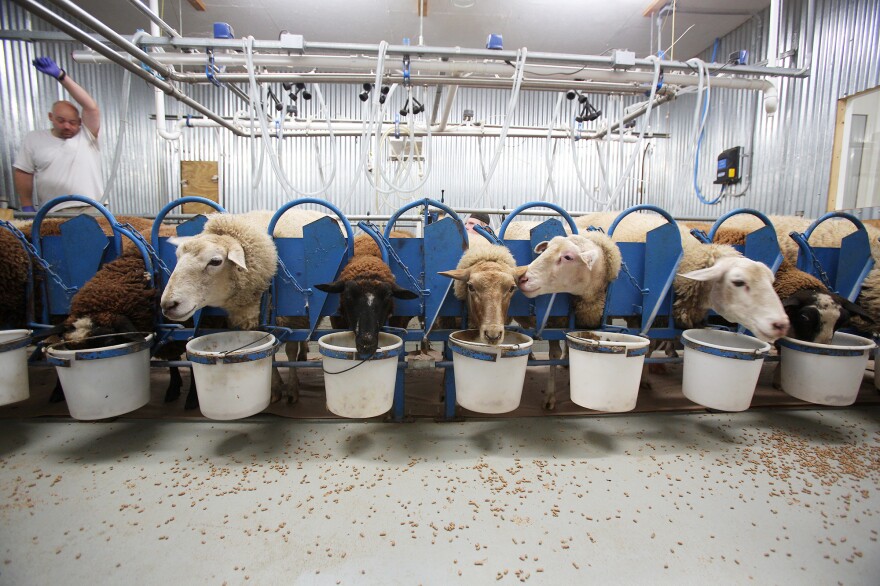 While feasting on a breakfast of hearty grains, the ewes at Dayspring Dairy are milked in two aisles with 12 ewes per aisle. Some have names like Valentine, Fuzzy Nibbleton, July, Cannonball and Latte.