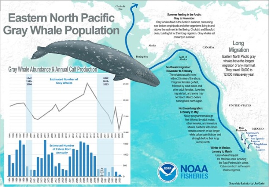 An infographic and map showing the migration pattern of gray whales.