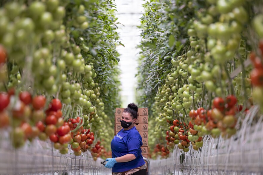 A farm worker at a hydroponic tomato farm in Kentucky, operated by AppHarvest