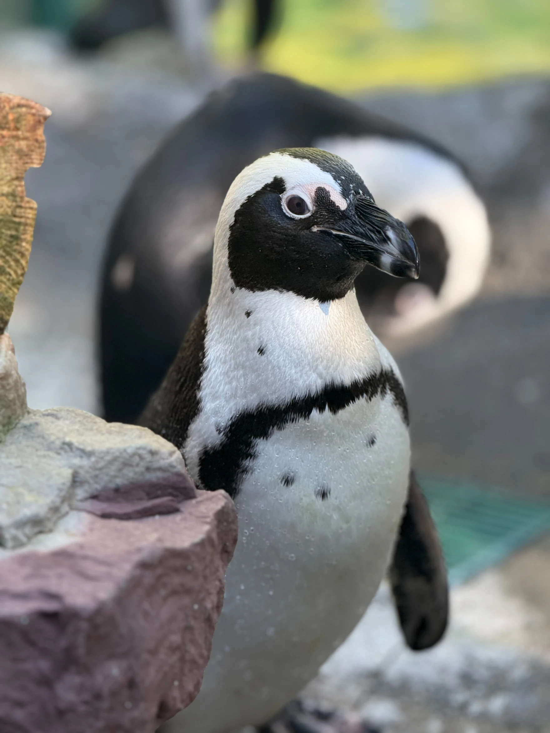 Bay and Coriander are Seneca Park Zoo's newest penguins