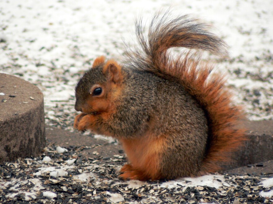 A close-up of a fox squirrel on the ground. 