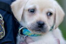 Wittenberg has a new therapy dog, which will start work on campus this fall.