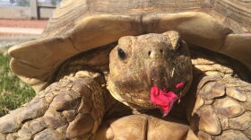 Gertie the tortoise
