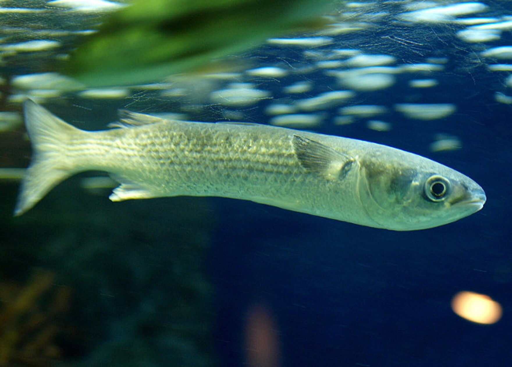 Striped Mullet WGCU PBS & NPR for Southwest Florida