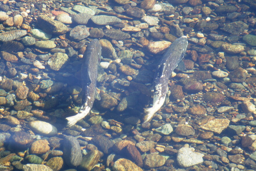 Chinook salmon are both stocked and breed naturally in Lake Ontario.