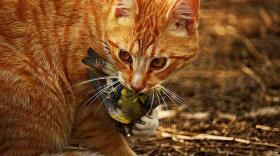 Housecat with a Bird