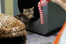 The Lake County Animal Shelter is hosting a "Catinee" on October 31 at 10am. The shelter is showing the 1960 classic "Little Shop of Horrors" and encouraging the public to mingle with adorable, adoptable kittens.