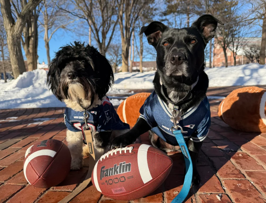 Dog owners are invited to gather at Victory Park for a football themed walk, hosted by K9 Adventure Club, through Downtown Manchester ahead of the big game this Sunday.